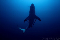 Oceanic blacktip, Aliwal shoal, South Africa by Phil Wills 